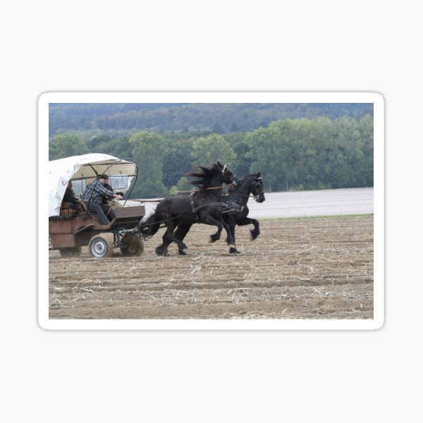 Item preview, Friesian horses, flying designed and sold by Calidris Fotografie Steffi & Ben Köppler.