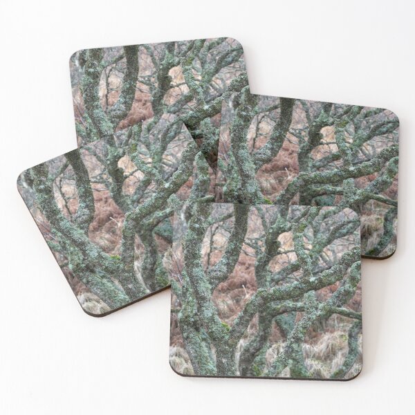 Item preview, Woodland in Sutherland, Scotland designed and sold by ccullen222.