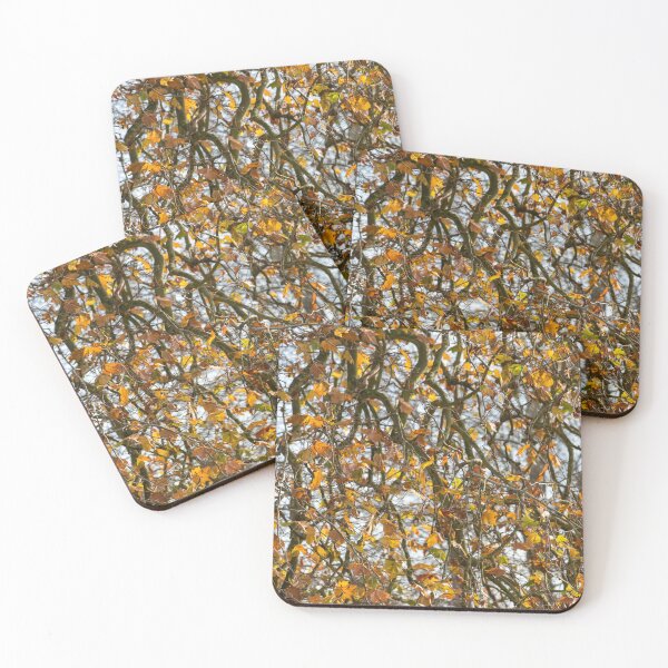Item preview, London Plane tree in autumn designed and sold by ccullen222.