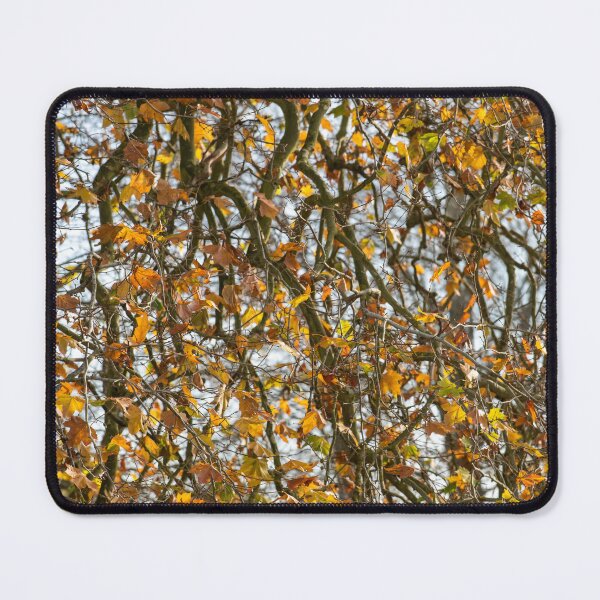 Item preview, London Plane tree in autumn designed and sold by ccullen222.