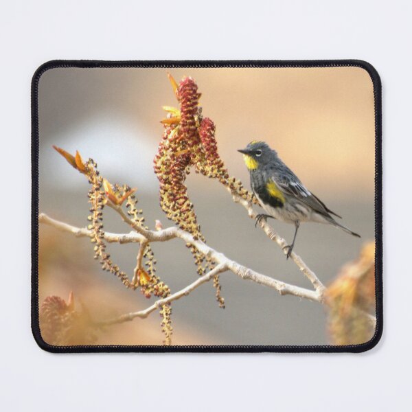 Item preview, Yellow Rumped Warbler In Spring designed and sold by K D Graves Photography.