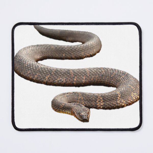 Item preview, Northern Water Snake, photograph designed and sold by Nostrathomas66.