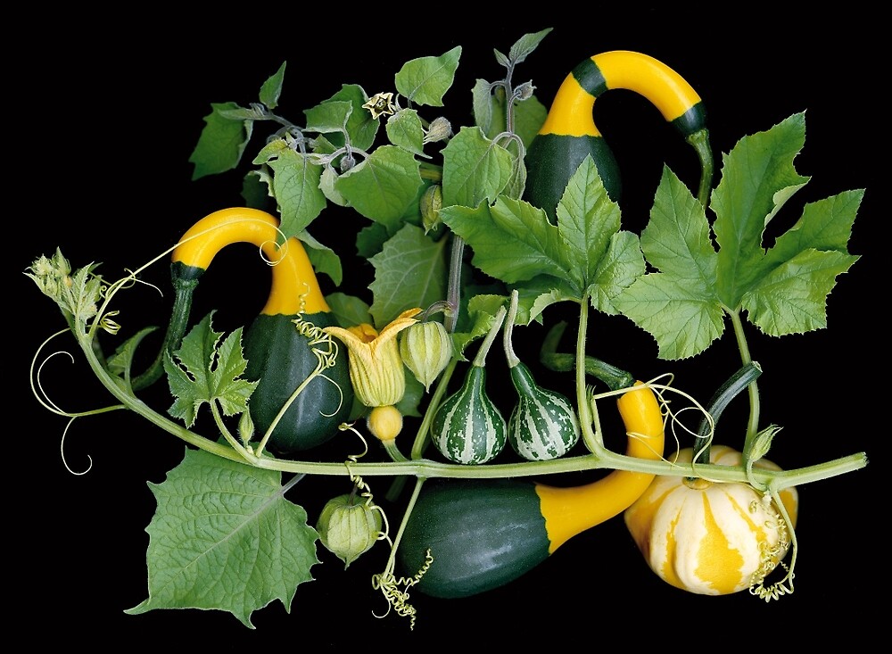 "Trout Lily Farm Gourd Garden" by Ellen Hoverkamp Redbubble