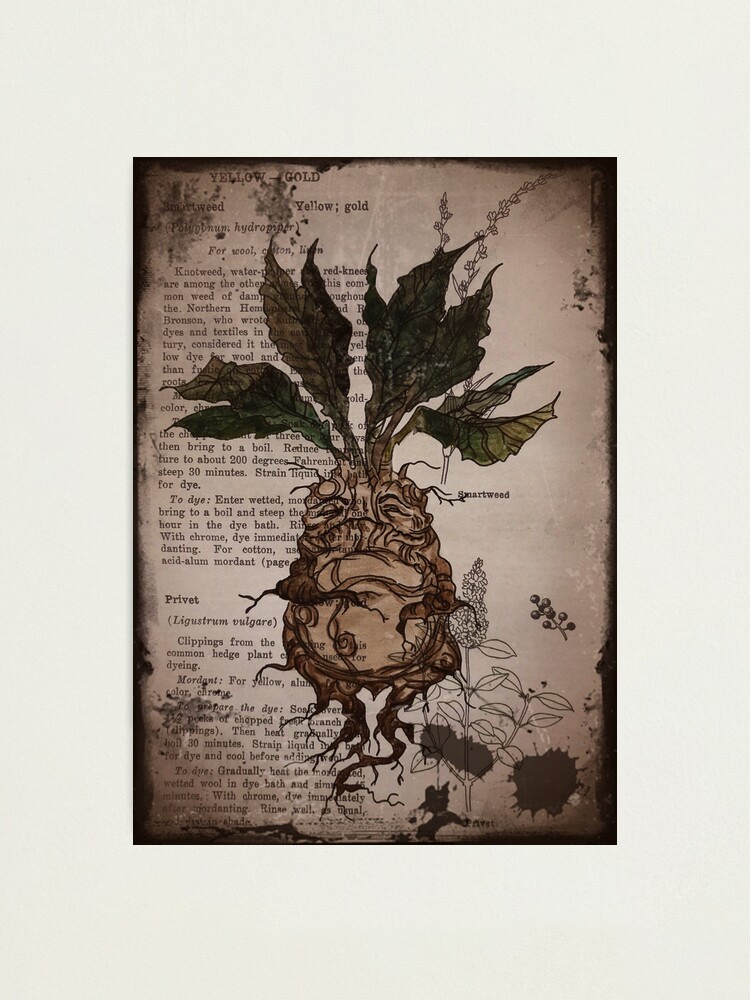 MANDRAKE APOTHECARY LABEL