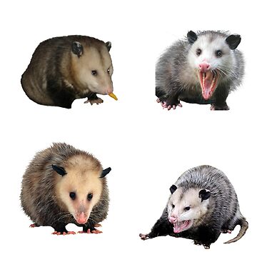 Artwork thumbnail, Possum Sticker Pack by CatGirl101