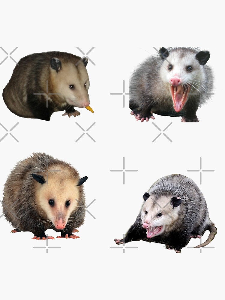 Thumbnail 3 of 3, Sticker, Possum Sticker Pack designed and sold by CatGirl101.
