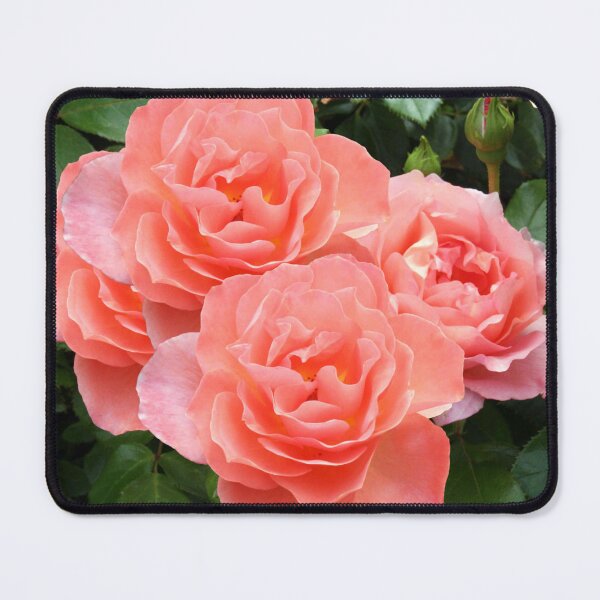 Item preview, Peach Colored Roses designed and sold by tomorrowsart.