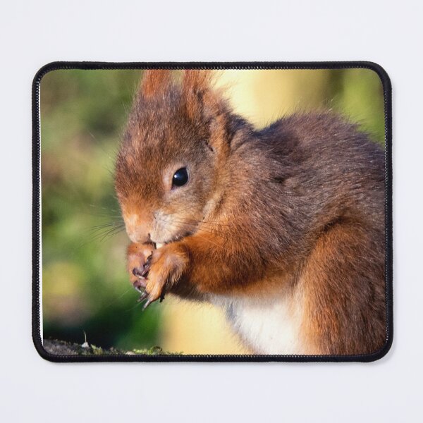 Item preview, Red Squirrel designed and sold by angieblue-25.