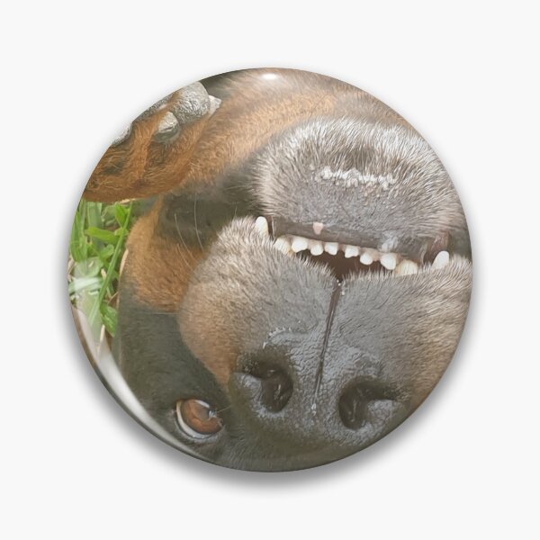 Item preview, Playful Rottweiler Lying Down - Dog designed and sold by Bennymp.