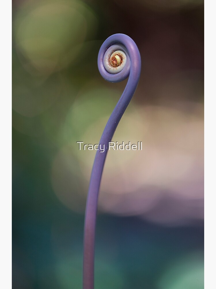 Uluhe (oo-loo-hay) fern by taos