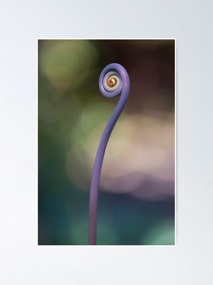 Alternate view of Uluhe (oo-loo-hay) fern Poster