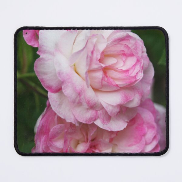 Item preview, Summer Rose in Pink Shades designed and sold by tomorrowsart.