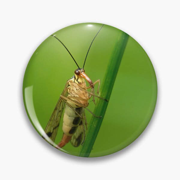Item preview, Scorpion fly   designed and sold by Jouko Lehto Photography.