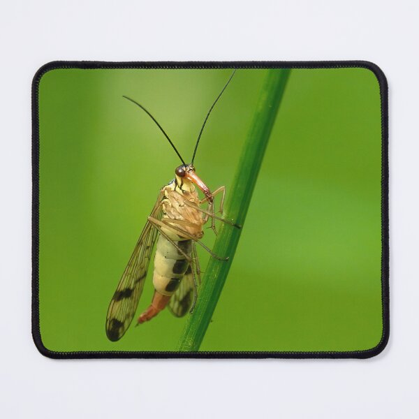 Item preview, Scorpion fly   designed and sold by Jouko Lehto Photography.