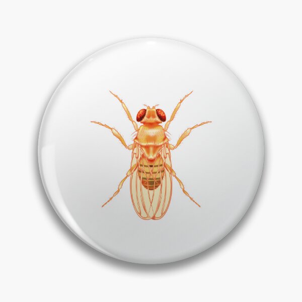 Item preview, Fruit Fly Illustration designed and sold by arianavilchis.