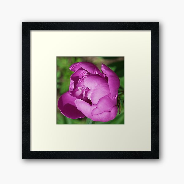 Item preview, Lilac Peony Flower Bud Gracefully Opening designed and sold by DEC02.