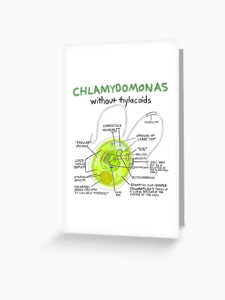 cycle de vie de la chlamydomonas