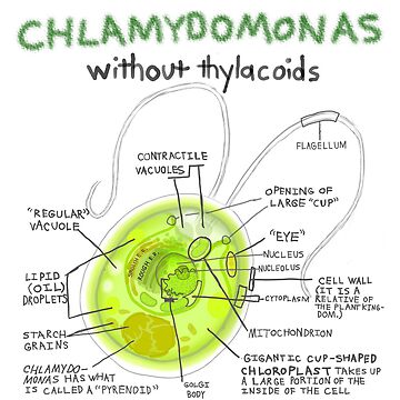 cycle de vie de la chlamydomonas