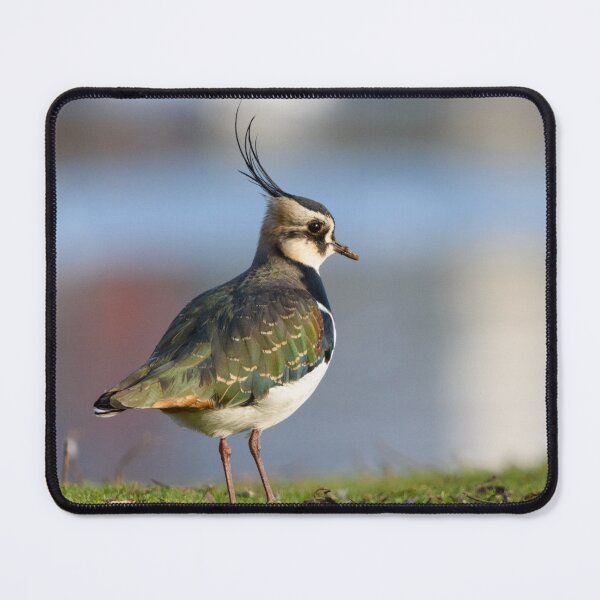 Item preview, Northern Lapwing / Peewit bird designed and sold by sjfreeman88.