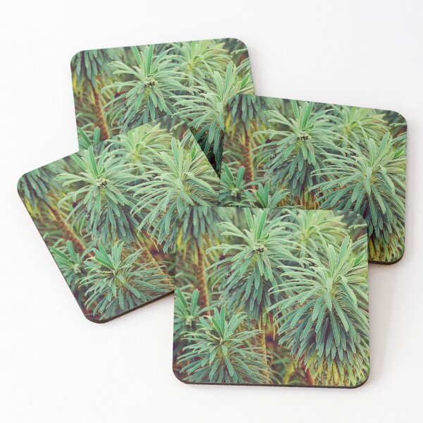 Item preview, Close up of bluey grey euphorbias designed and sold by CarolinaReina.