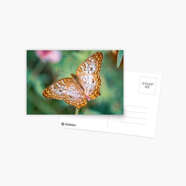Item preview, Butterfly At the Cincinnati Krohns Conservatory designed and sold by DaveFilm.