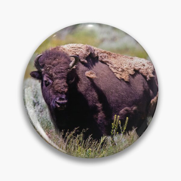 Artikelvorschau, 406 – Montana-Bison beim Grasen entworfen und verkauft von Gilby-Designs.