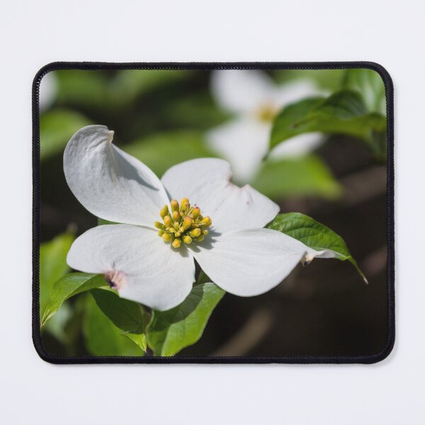 Item preview, White Dogwood Blossom designed and sold by mljdwhite.