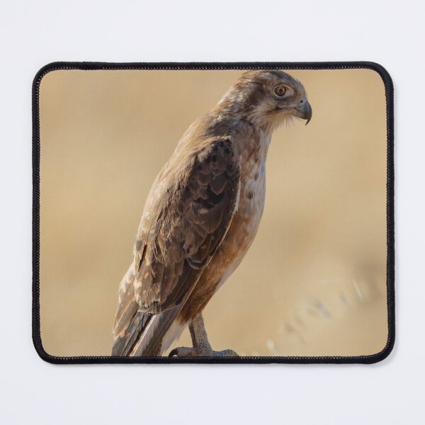 Item preview, Australian Brown Falcon designed and sold by David Hibberd.