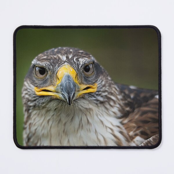Item preview, Hawk designed and sold by Gisele Bedard.