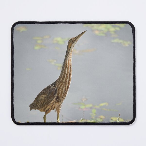 Item preview, American Bittern designed and sold by Gisele Bedard.