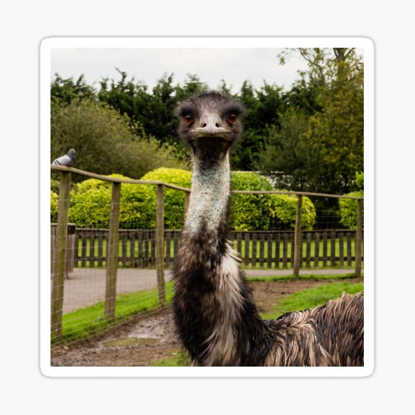 Emu Stare Sticker