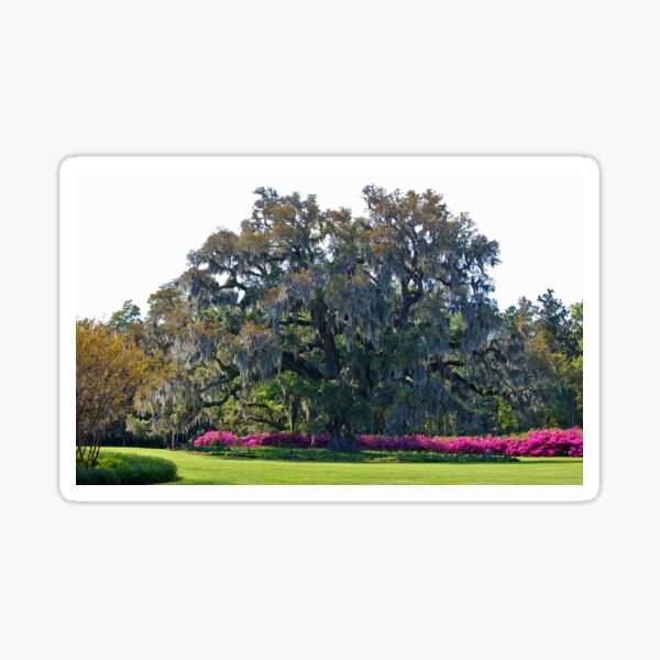 Item preview, Airlie Oak In The Spring designed and sold by Cynthia48.
