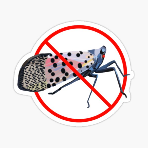 Item preview, Spotted Lanternfly designed and sold by radiantdark.