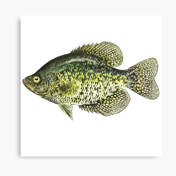 Crappie Fish Decal