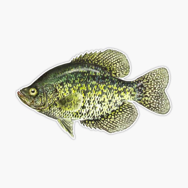 Crappie fish fishing illustration Sticker for Sale by Pixelmatrix