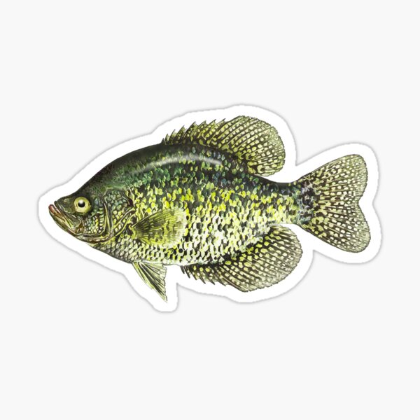 Panfish Stickers for Sale
