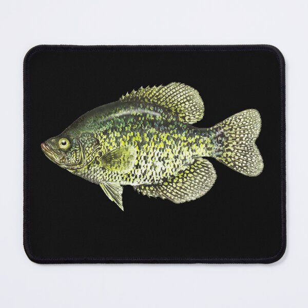 Item preview, Crappie fish fishing illustration designed and sold by Pixelmatrix.