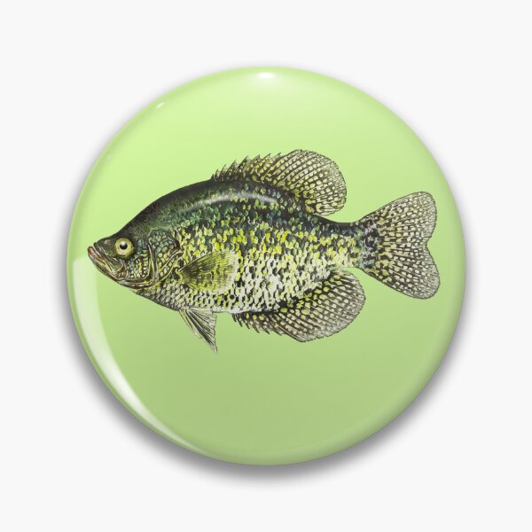 Item preview, Crappie fish fishing illustration designed and sold by Pixelmatrix.