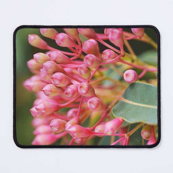 Item preview, Eucalyptus Flower Buds Pink To Red designed and sold by Joy Watson - Natural Light Photography .