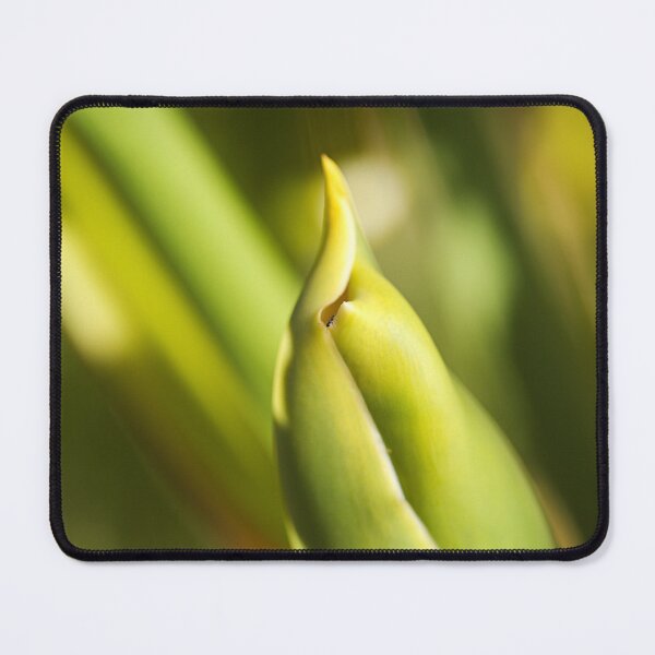 Item preview, Monstera Plant With Fruit designed and sold by Joy Watson - Natural Light Photography .