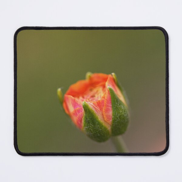 Item preview, One Rose Variegated Bud designed and sold by Joy Watson - Natural Light Photography .