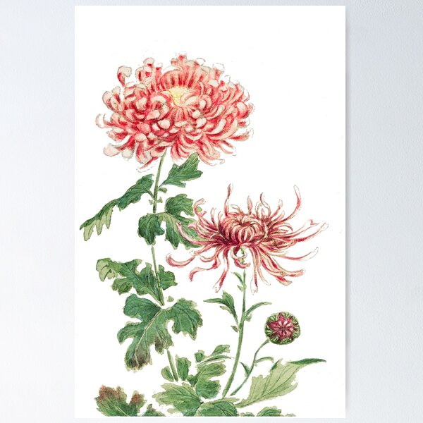 Item preview, Vintage Japanese Painting of Pink Chrysanthemum Floral -Botanical Woodblock Print designed and sold by Tamas Das.