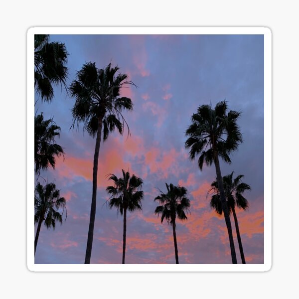 Sunset Santa Barbara Palm Trees Sticker