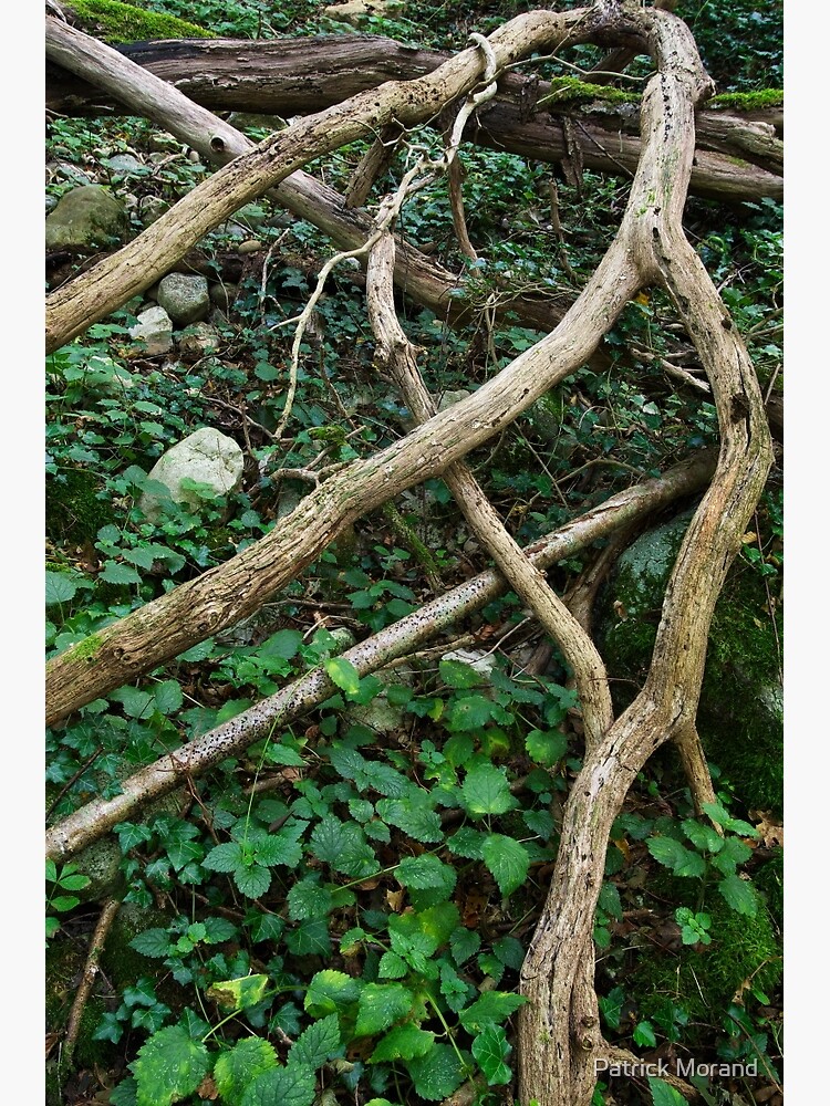 Old branches in the forest by patmo