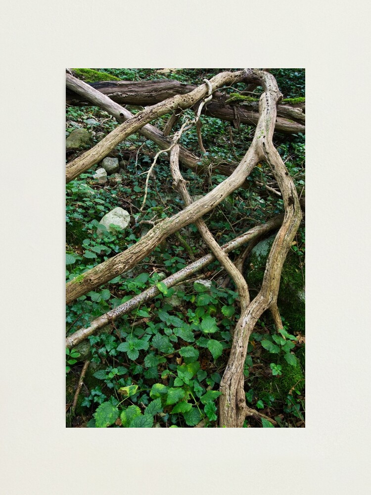 Alternate view of Old branches in the forest Photographic Print