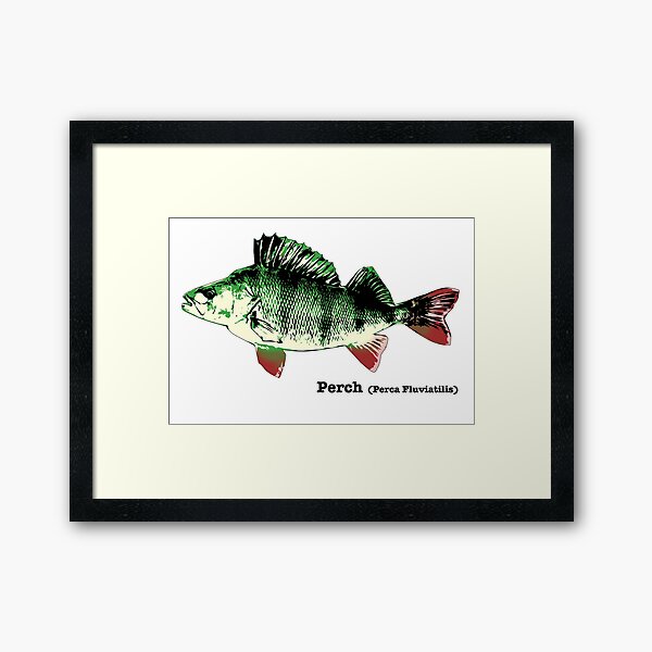 Yellow Perch Fish Drawing Framed Art Print for Sale by