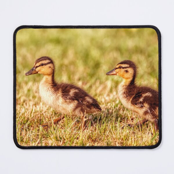 Item preview, Ducklings in the grass designed and sold by Chris Atwell.