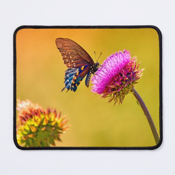 Item preview, Swallowtail butterfly on thistle designed and sold by Chris Atwell.