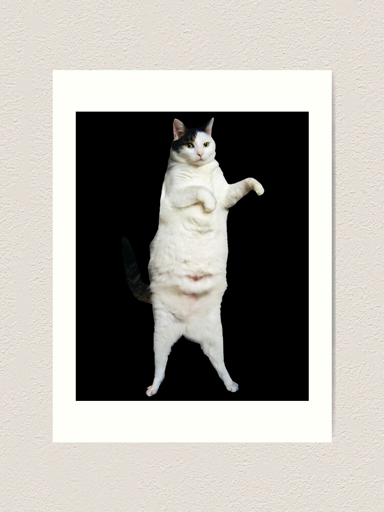 Sad Cat Dance: Image Gallery (List View)