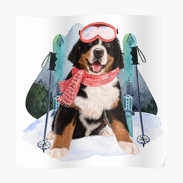 Bernese Mountain Dog : Bernese Mt. With Skiing: Bernese Mountain Christmas Gift Poster